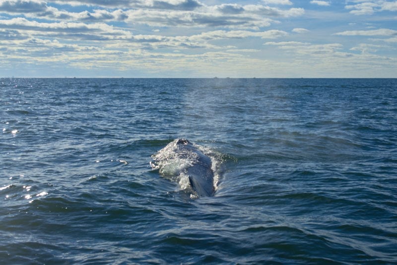 jbay-whales-3